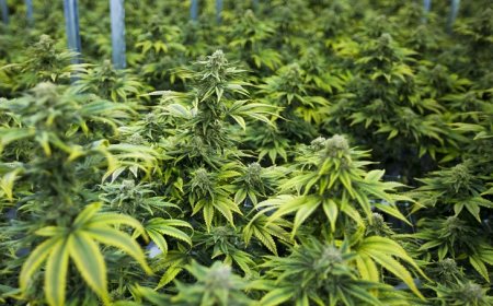 NYAMIRA: MAN ARRESTED FOR GROWING BHANG ON HIS FARM