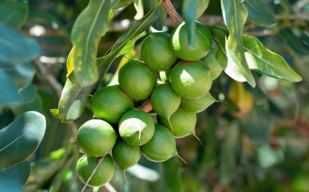 64-YEAR-OLD MAN FALLS FROM A MACADAMIA TREE.