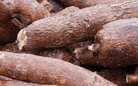 NYAMIRA: AFTER CONSUMING POISONOUS CASSAVA, A 6-YEAR-OLD CHILD DIES AND HIS FAMILY HOSPITALIZED.