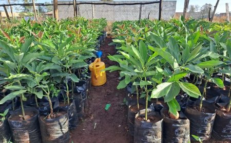 KISII: FARMERS TO RECEIVE 190,000 AVOCADO SEEDLINGS