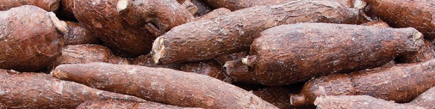 NYAMIRA: AFTER CONSUMING POISONOUS CASSAVA, A 6-YEAR-OLD CHILD DIES AND HIS FAMILY HOSPITALIZED.