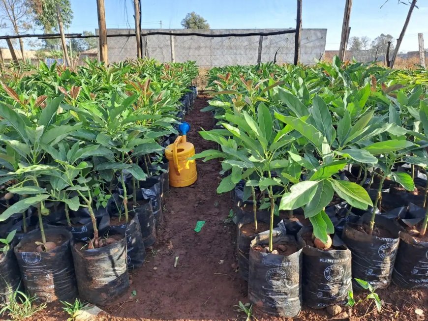 KISII: FARMERS TO RECEIVE 190,000 AVOCADO SEEDLINGS