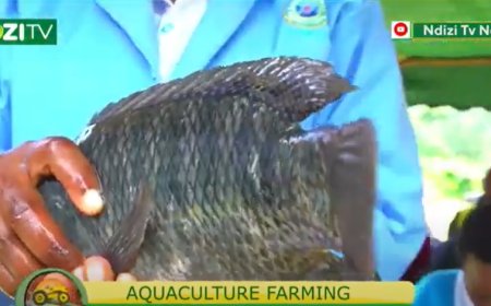    OBOREMI NOBONDA ON 28TH MAY, 2024.