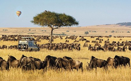Ban of Private Vehicles in Maasai Mara National Park