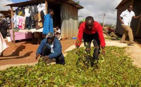 Coast region starts a 10-day campaign against mugukas abuse.