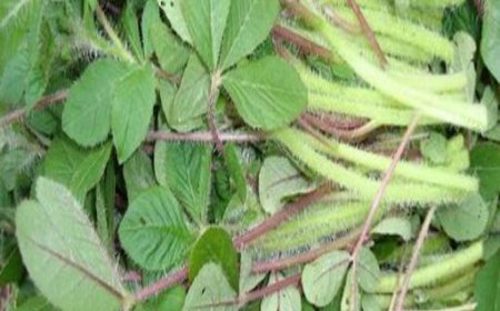 How Indigenous vegetables Boosts Our Health