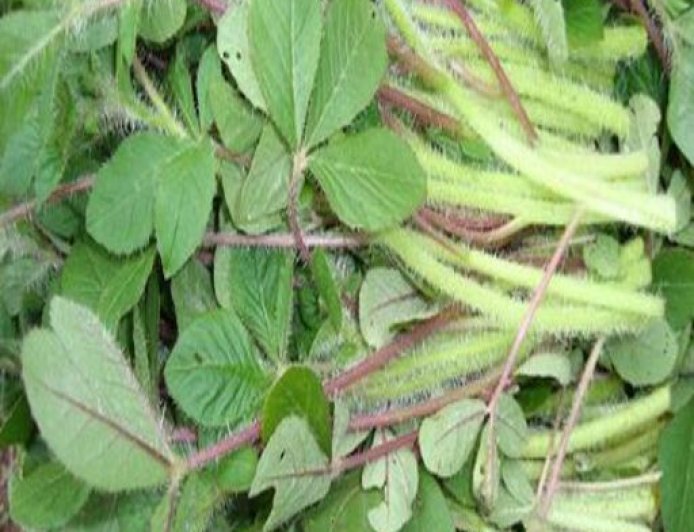How Indigenous vegetables Boosts Our Health