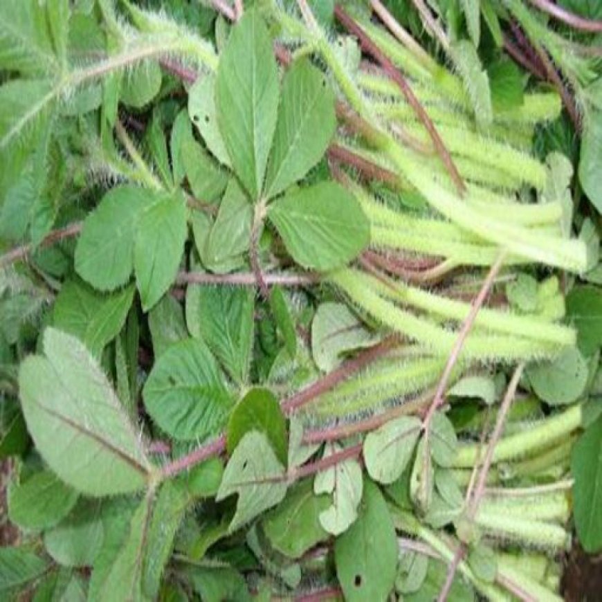 How Indigenous vegetables Boosts Our Health