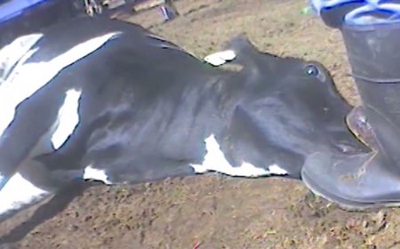 Shock in Busia as Cow Almost Dies After Drinking Busaa