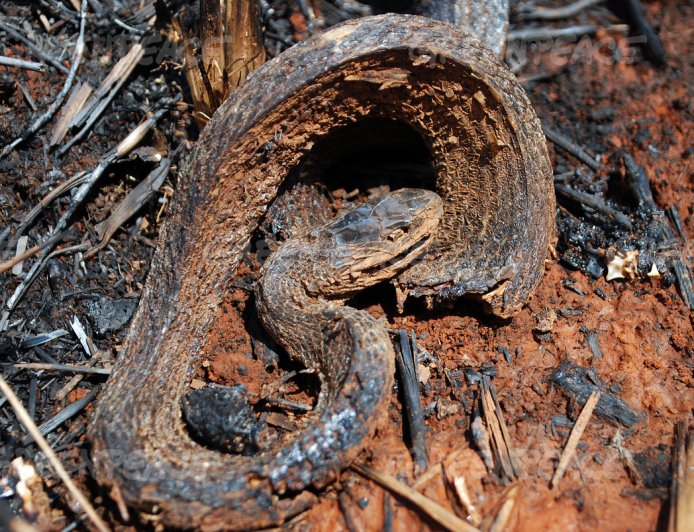 3 Year old Dies After Eating Remains of Burnt Snake in Kitui