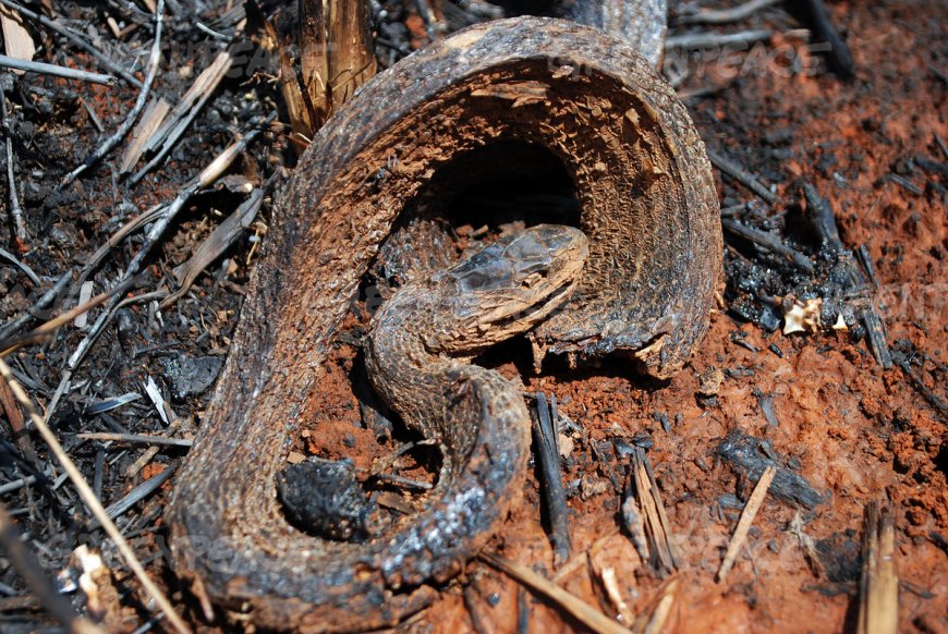 3 Year old Dies After Eating Remains of Burnt Snake in Kitui