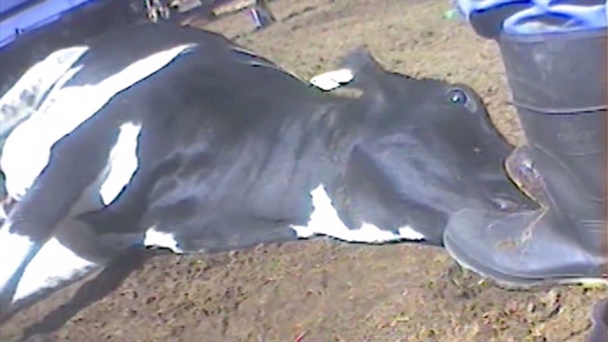 Shock in Busia as Cow Almost Dies After Drinking Busaa